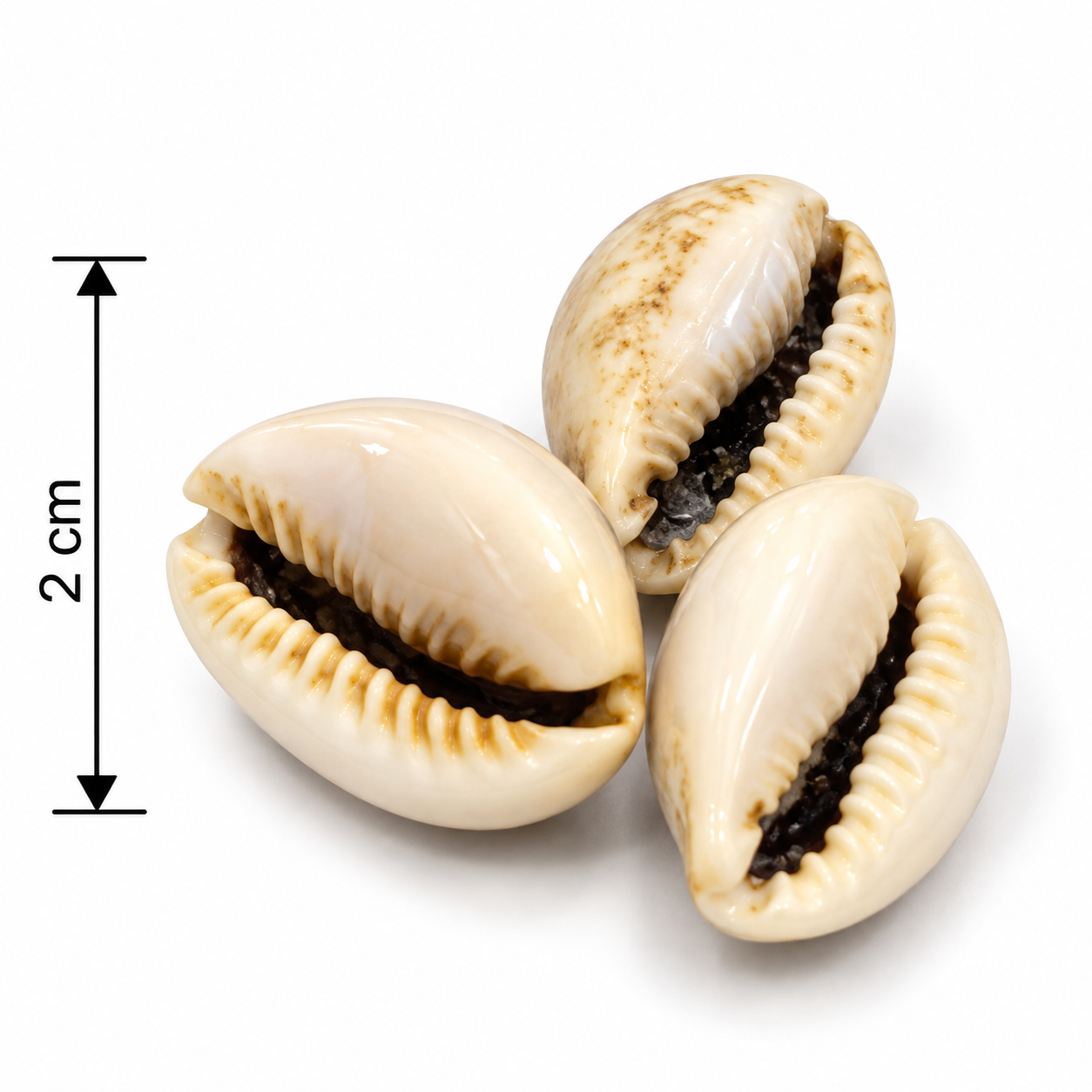 ChatGPT Image Sep 28, 2026, 04_09_40 PM Natural Cowrie Shell – 2 cm - Image 1